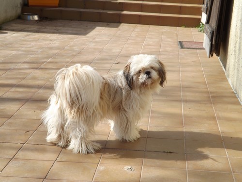 Lhassa apso